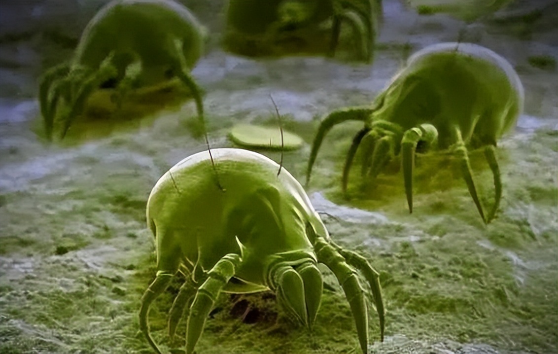 鼻子上挤出白色的是螨虫吗,怎么知道鼻子是螨虫引起的红血丝