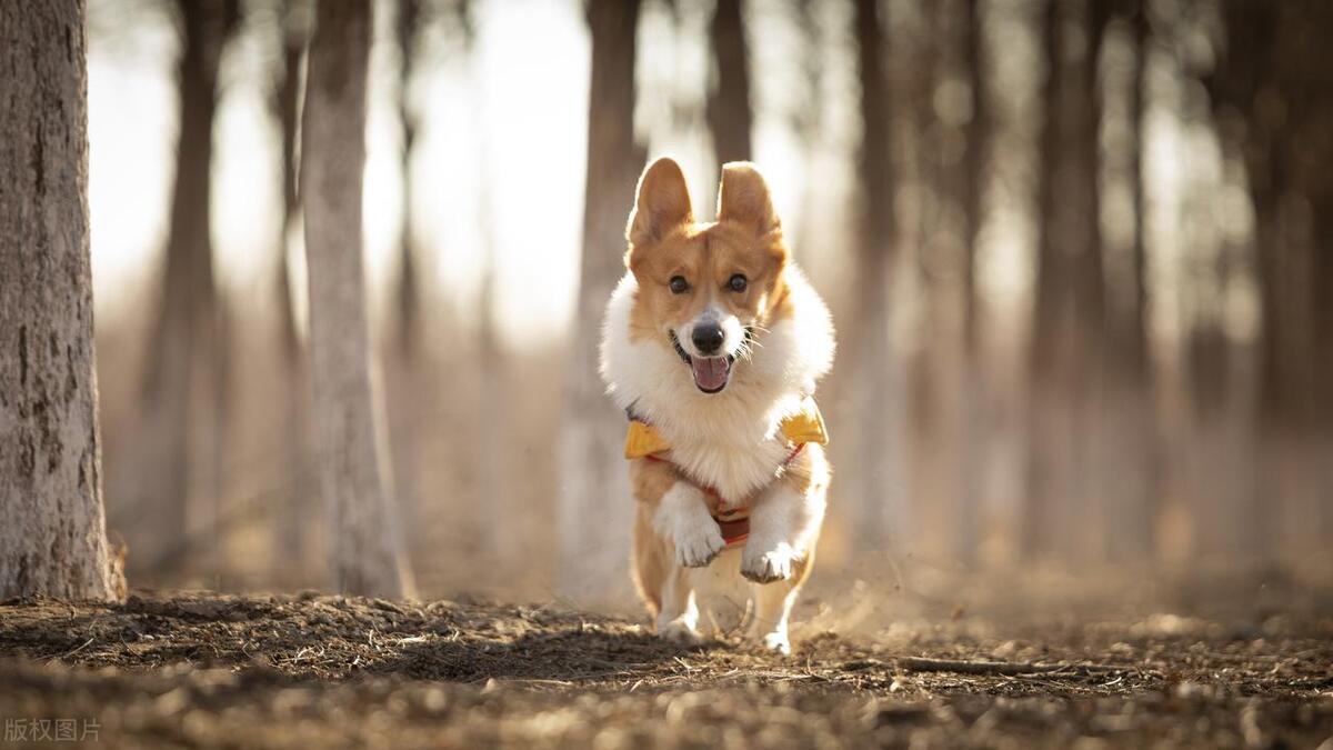 狗狗鱼骨头卡住症状,狗狗骨头卡住好几天没吃东西