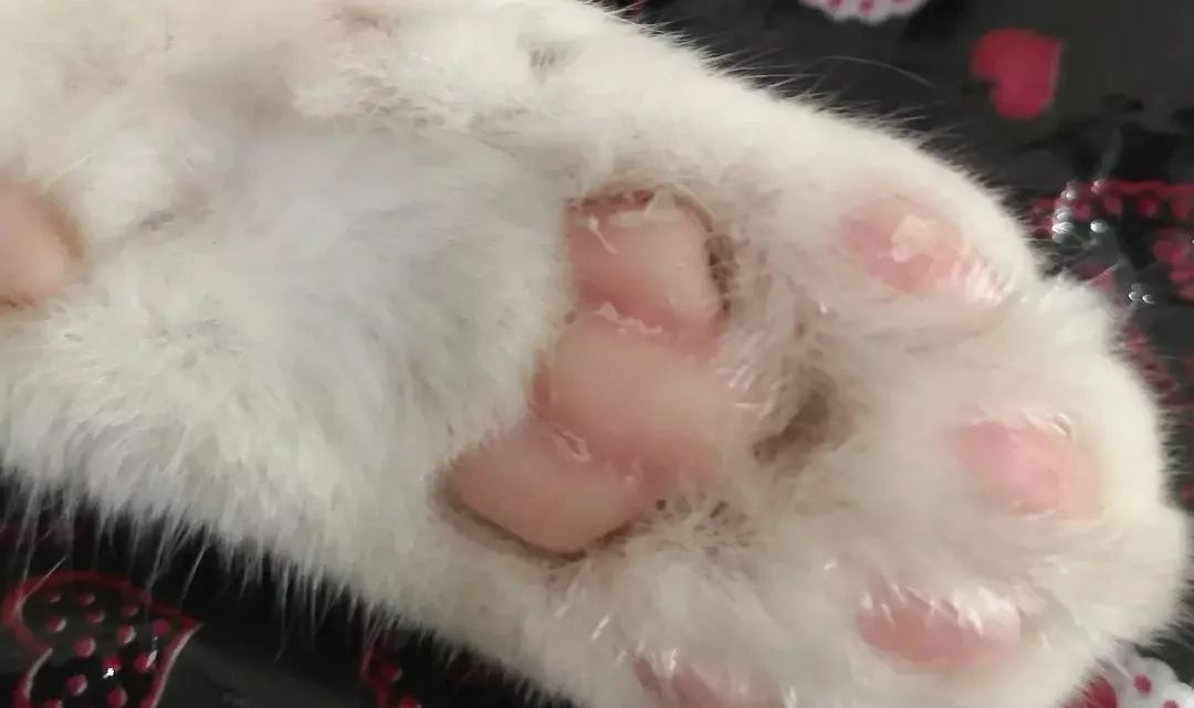 猫咪脚肉垫发黑脱皮干裂,猫咪肉垫烂了脱皮出血怎么办
