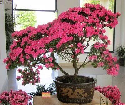 养花自动浇水的方法,养花浇水时间表大全