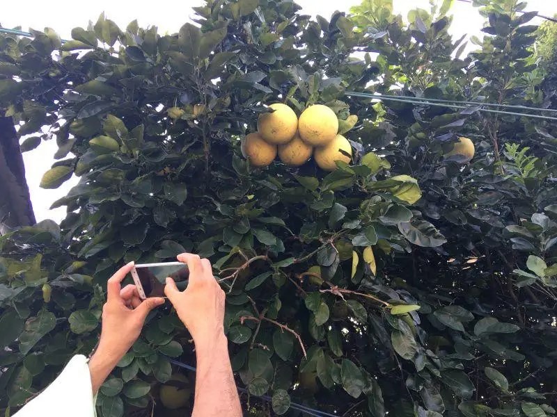 古今最著名的10副对联及说明,10副对仗工整的仄起平落的对联