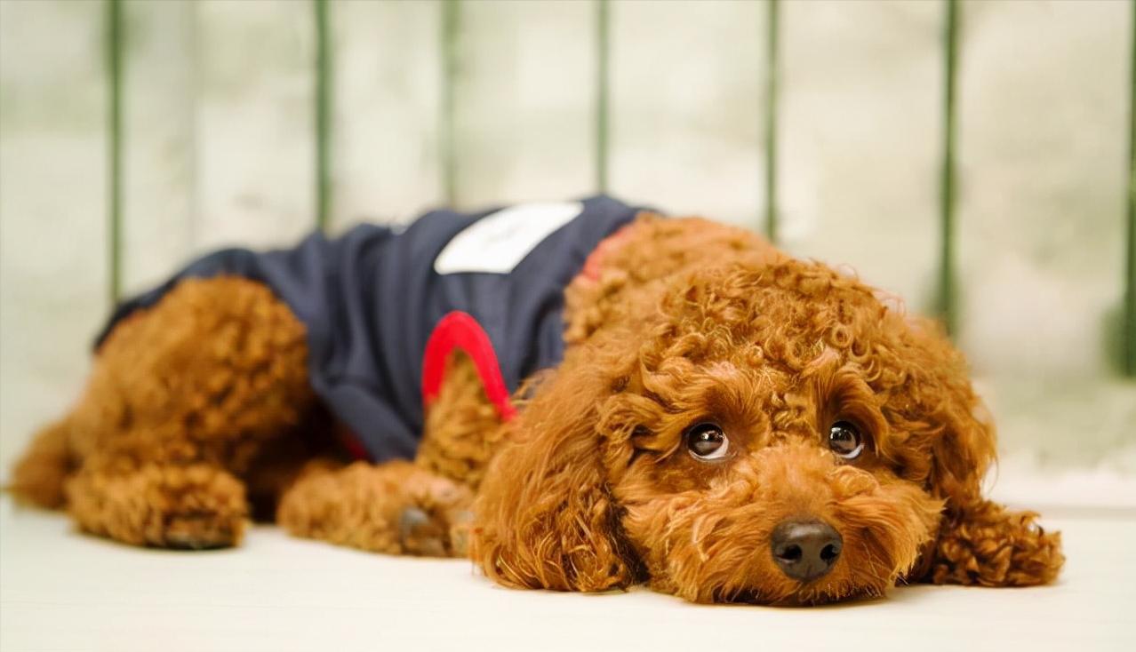 泰迪犬总会“舔人”，很脏吗？别误会，其实它想跟你说这些事