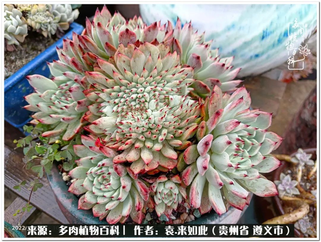 多肉和鲜花并存更养眼,最养眼的多肉品种