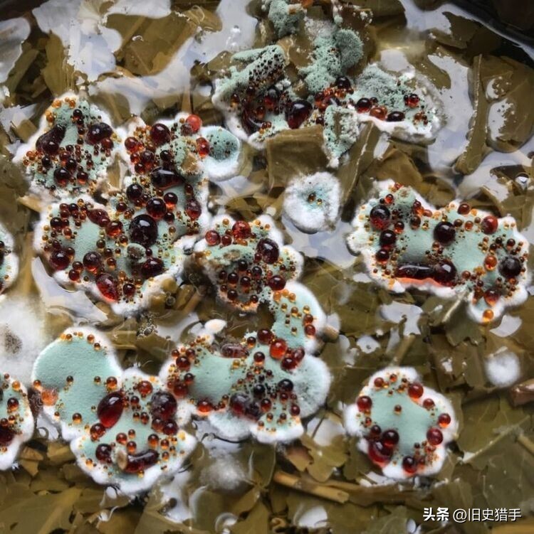 20张照片霉霉,25张令人震惊的图片