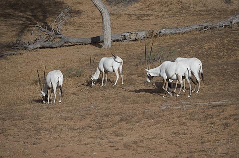 阿联酋丽思卡尔顿,阿联酋野奢帐篷