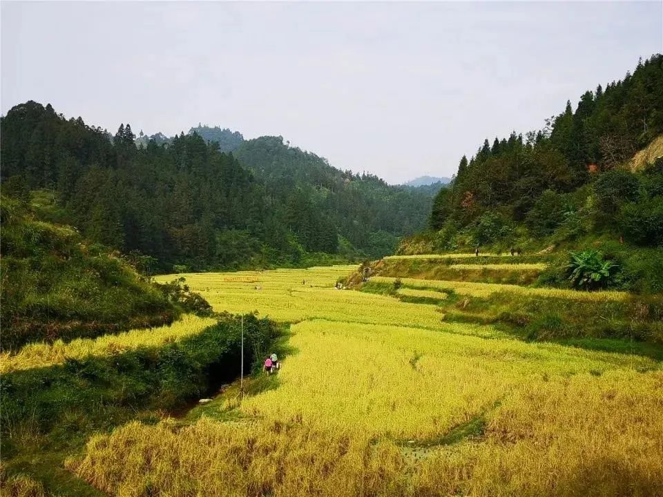 壮族三月三手工五色糯米饭,壮族三月三五色糯米饭如何制作