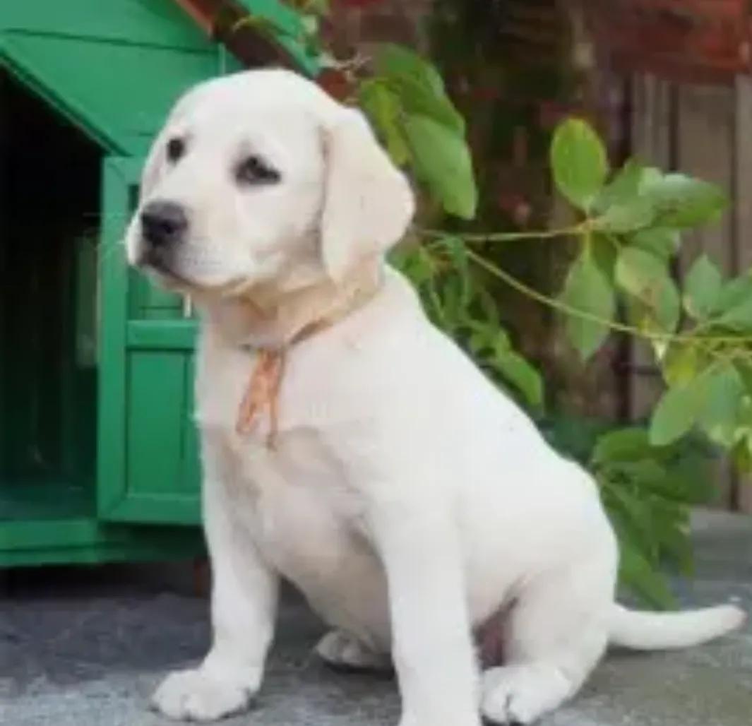 新手养狗适合养拉布拉多吗,养狗的你真的了解拉布拉多吗