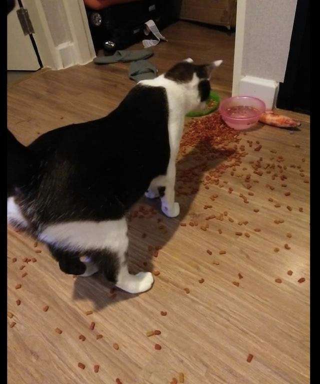 猫的智商最高的是什么品种,从猫喝水的姿势就能看出它的智商