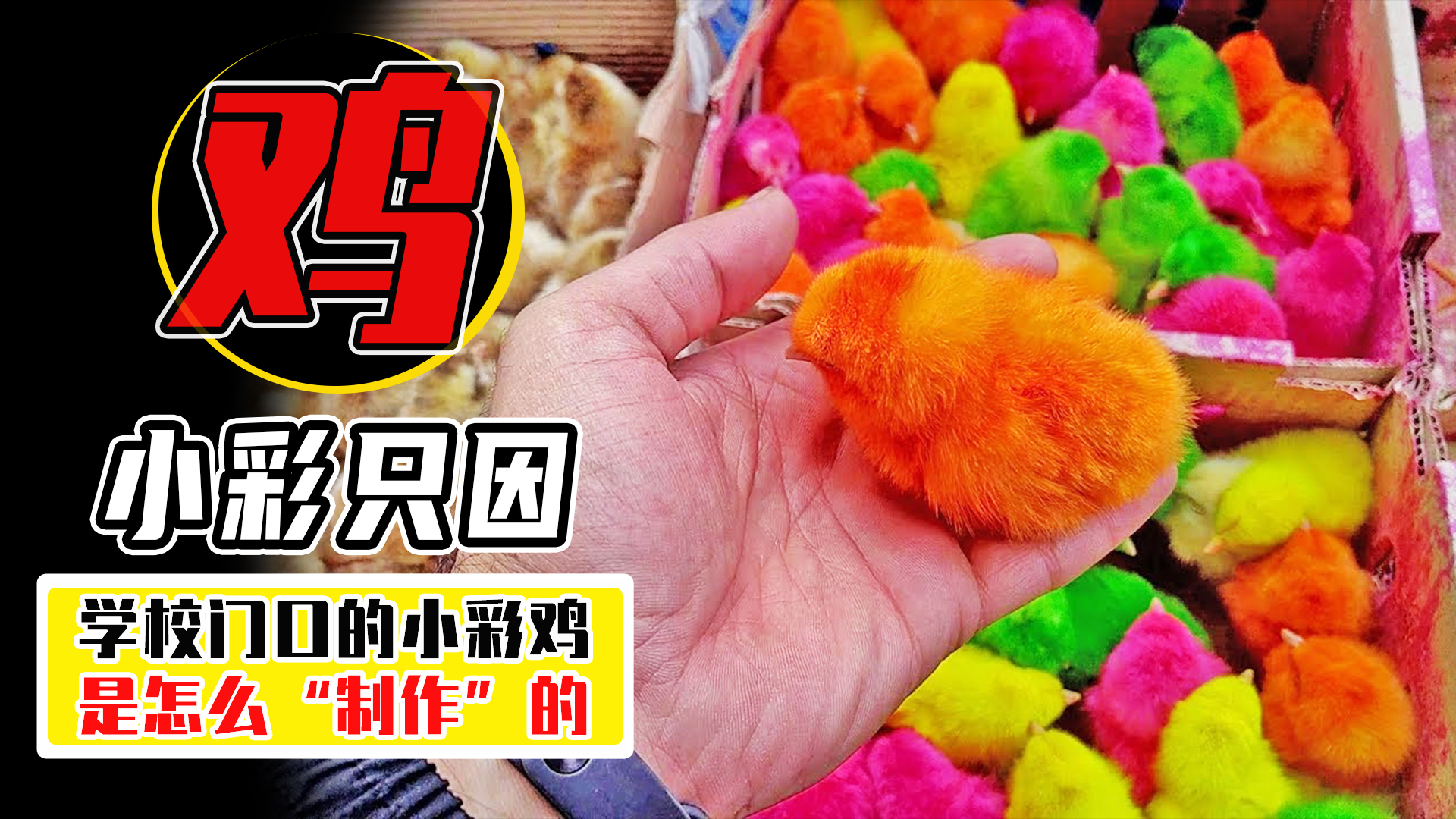 学校门口买的小彩鸡为什么养不活,学校门口的彩色小鸡为什么不能买