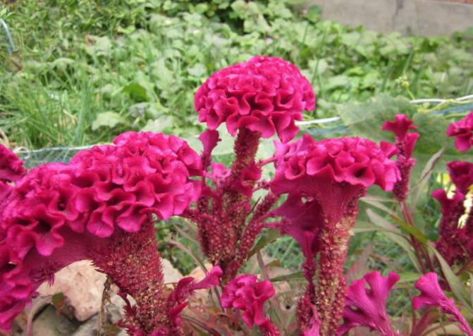 10种春天的花图片,适合春天种夏秋开的花