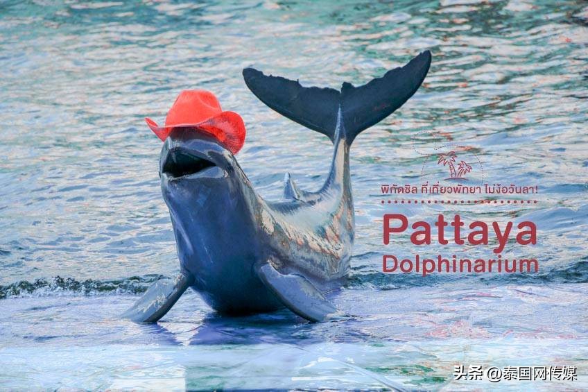 泰国芭提雅旅游景点大全,泰国芭提雅最新游玩