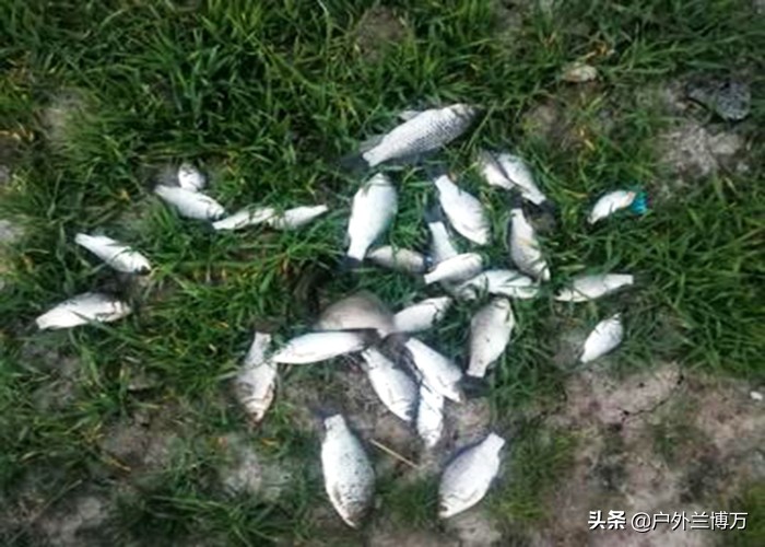 钻竿包、摩托车、汽车！蛇，为何“独爱”钓鱼人？