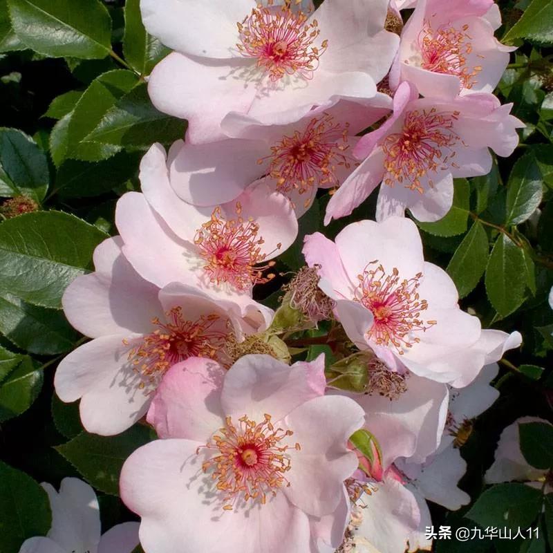 常见丰花月季品种一览,阳台盆栽丰花月季什么品种最好