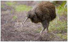 鸟类在分类学中统称为什么,鸟纲分类总表