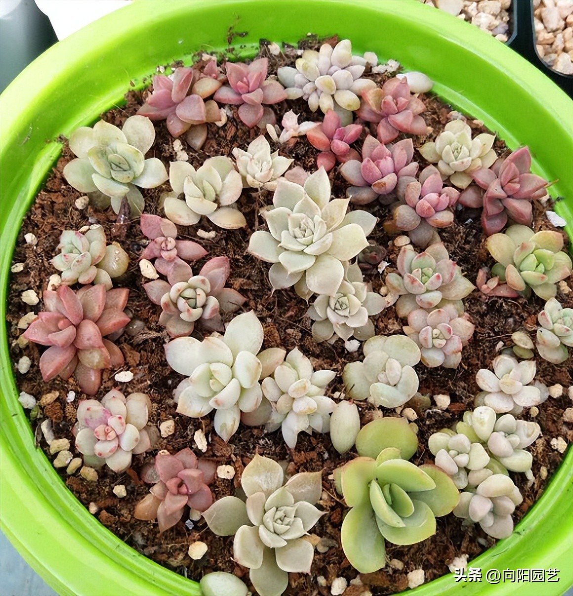 多肉这样叶插更简单成活率更高,劳尔多肉叶插晾晒几天