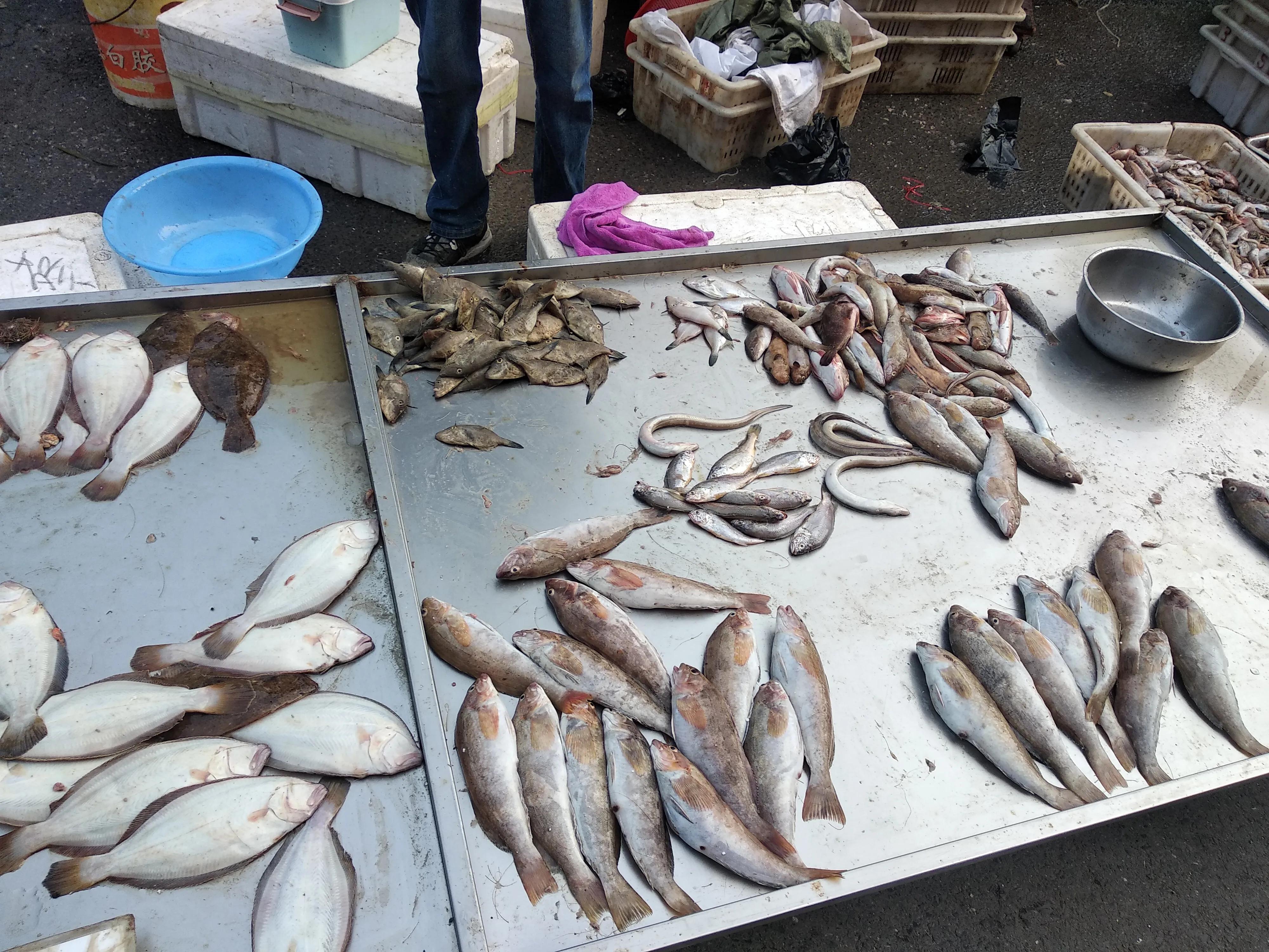 这个季节野生的海鱼有哪些,现在季节吃的海鱼有什么品种