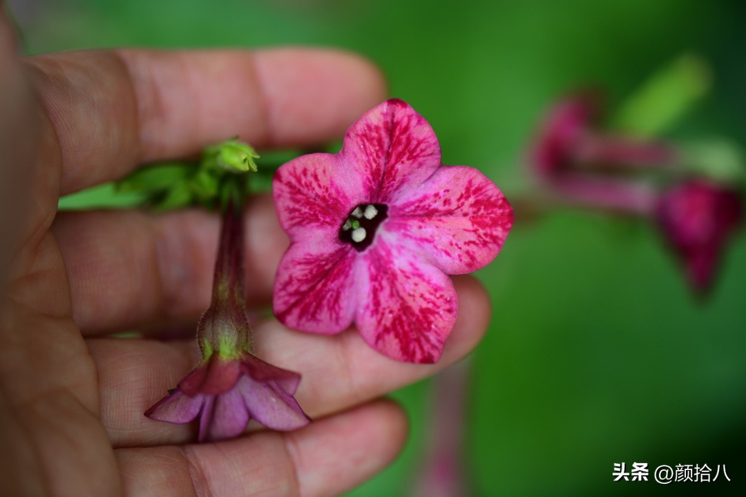 冬天开花的室外花卉盆栽,温室盆栽观花花卉植物