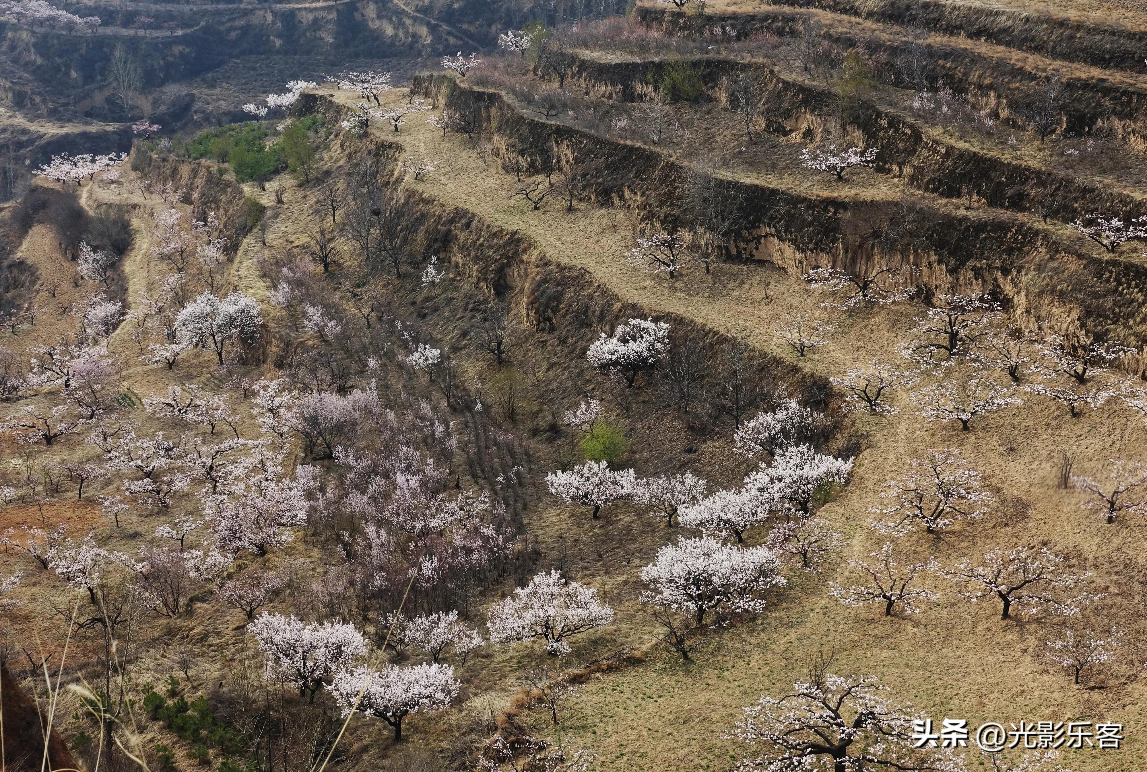牧童遥指杏花村打一生肖,牧童遥指杏花村绘画