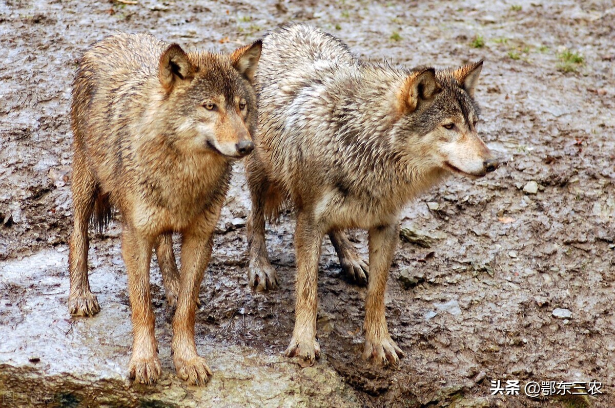 一个人在野外碰到狼群怎么办,一个人在野外遇到狼咋办