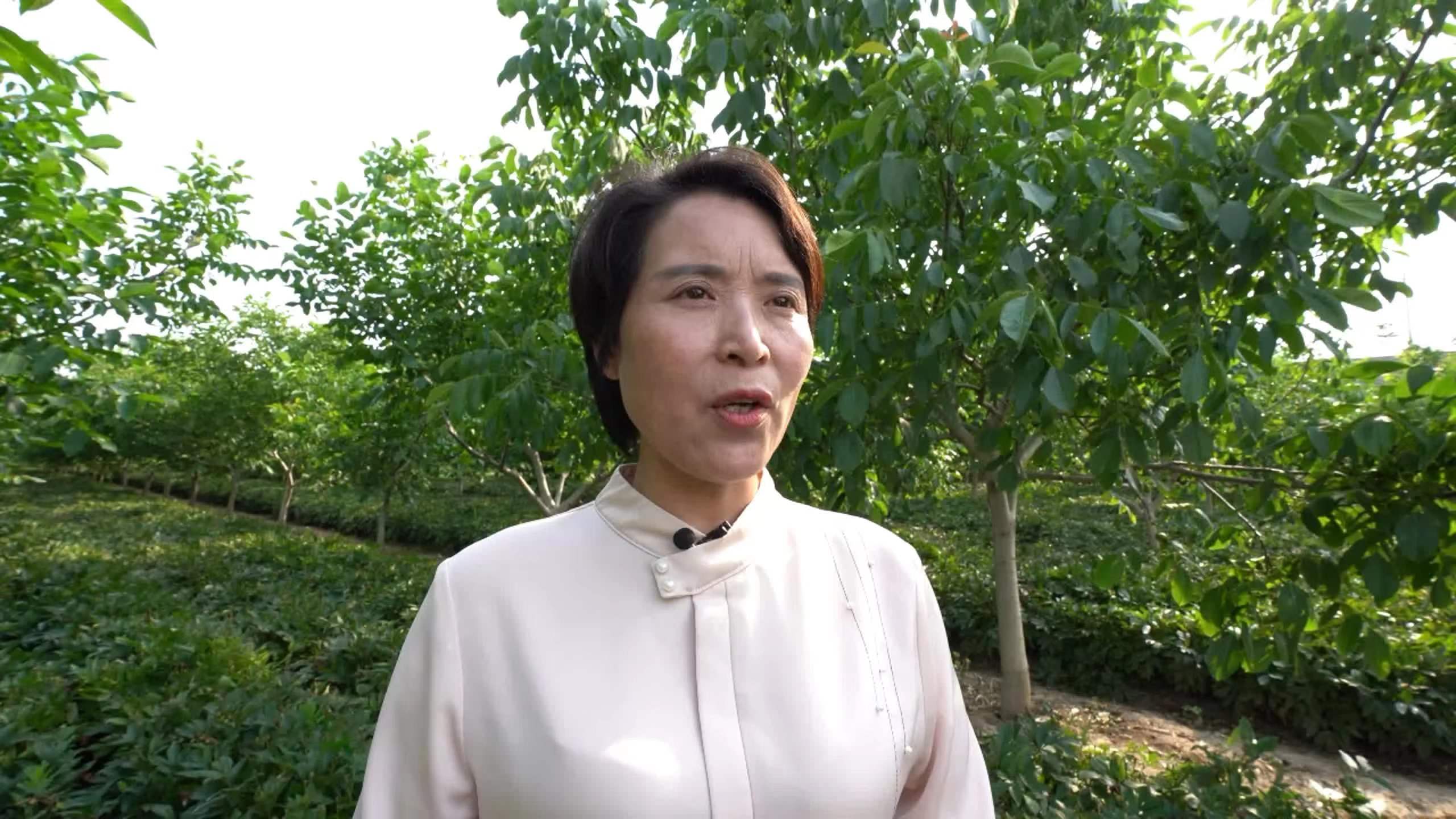 胡文华:发展中草药种植带领群众增收致富