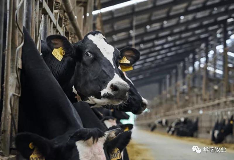 丙酸钙喂牛的好处,丙戊酸钙吃了有什么效果