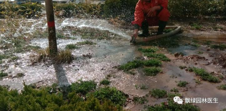 草坪苗木生长抑制最好方法,草坪灌木苗的养殖方法