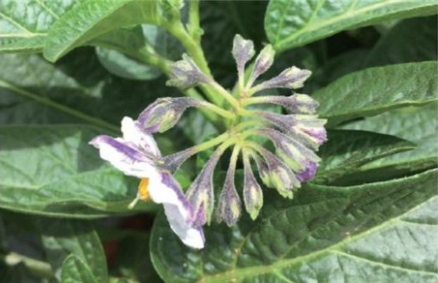 人参果来源于哪个国家的植物,人参果是什么植物结果的图片