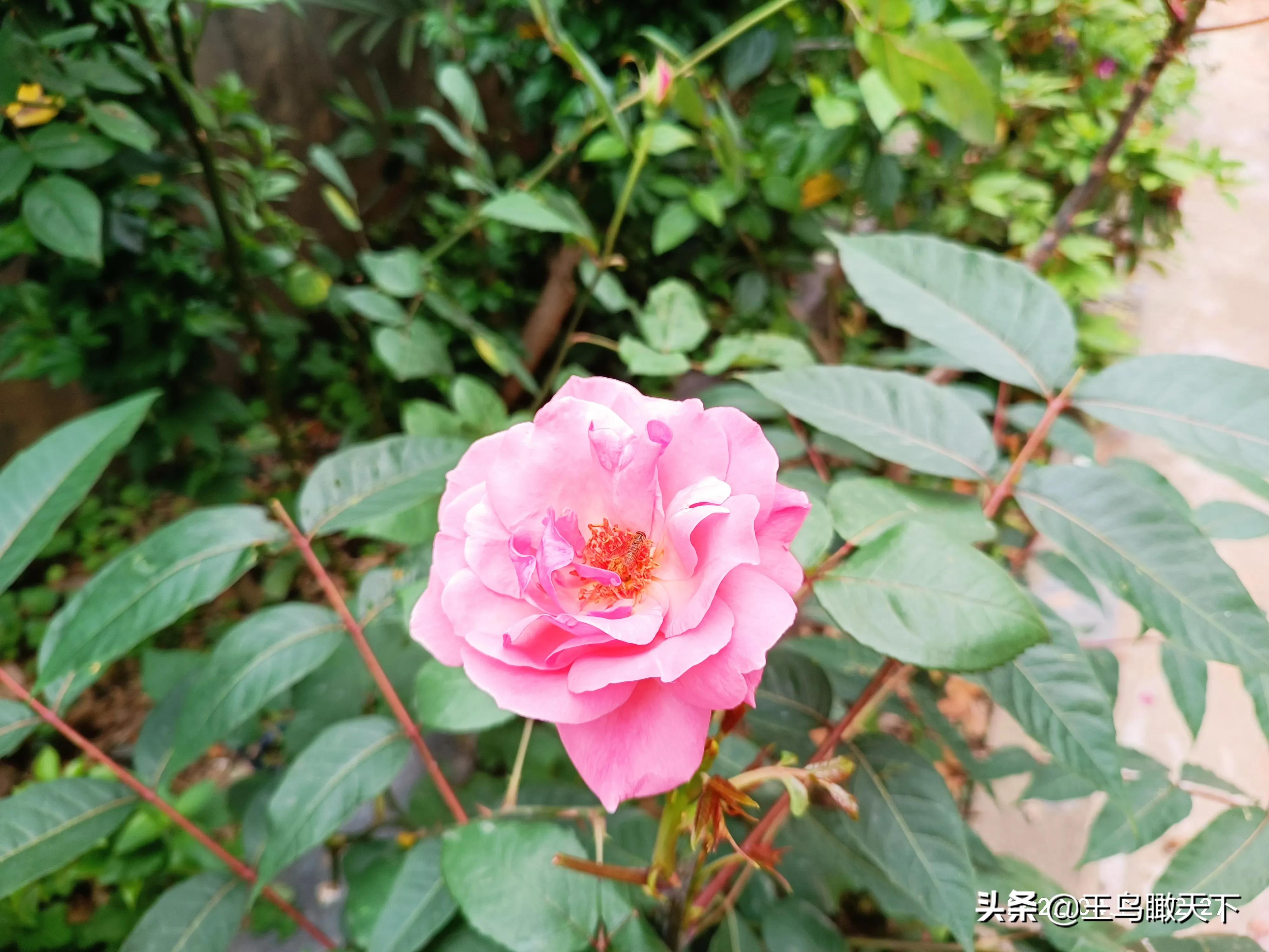 从门口到窗户只有七步,从门口到窗户只有七步原文