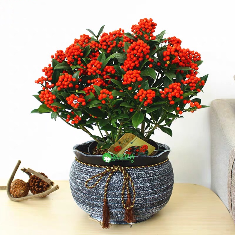 百花齐放春意浓群芳争艳,百花齐放喜迎新春