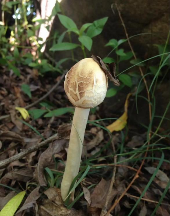 致死率95%，浙江一家四口误吃“铅绿褶菇”，会有什么后遗症