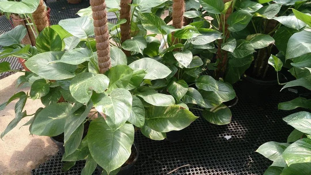 绿萝用什么肥料养才会开花,水培绿萝要多长时间才能开花