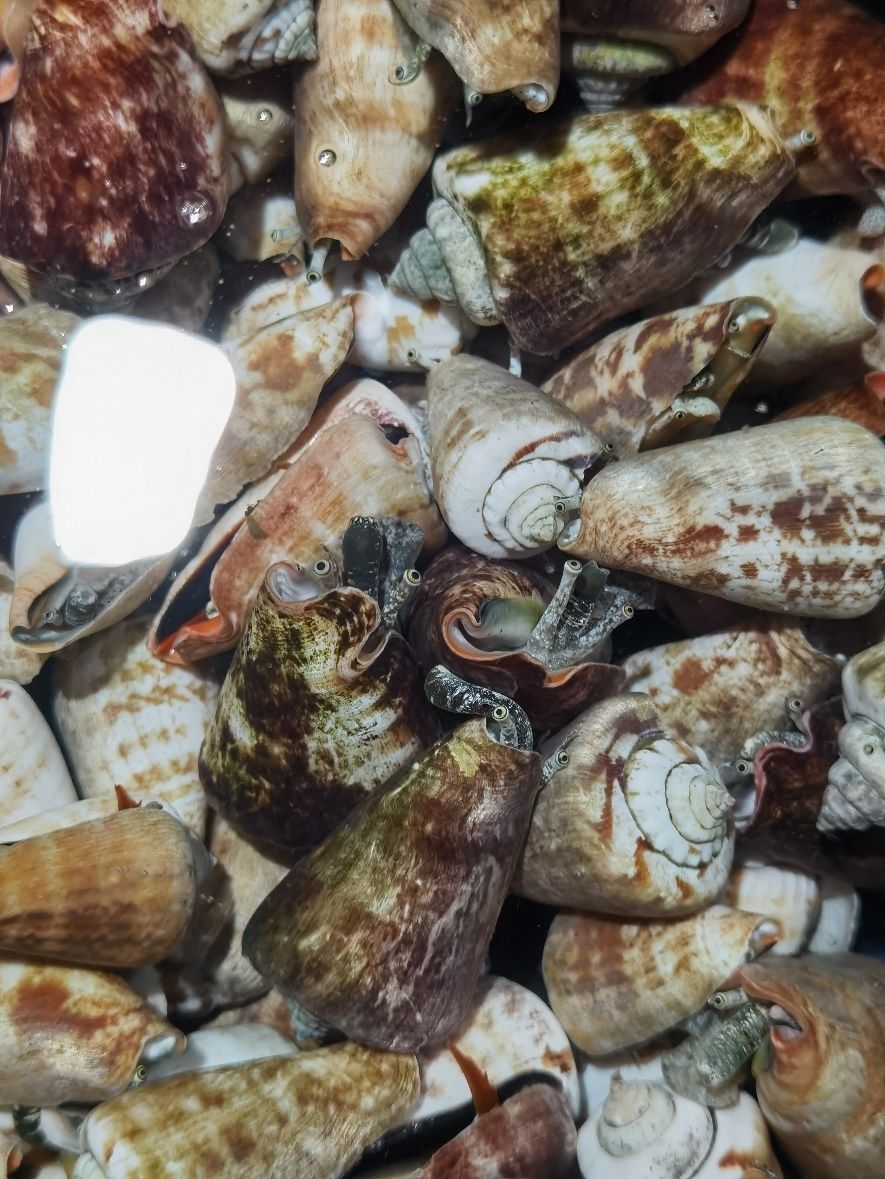 海南海鲜贝类有哪些,海南海鲜贝类