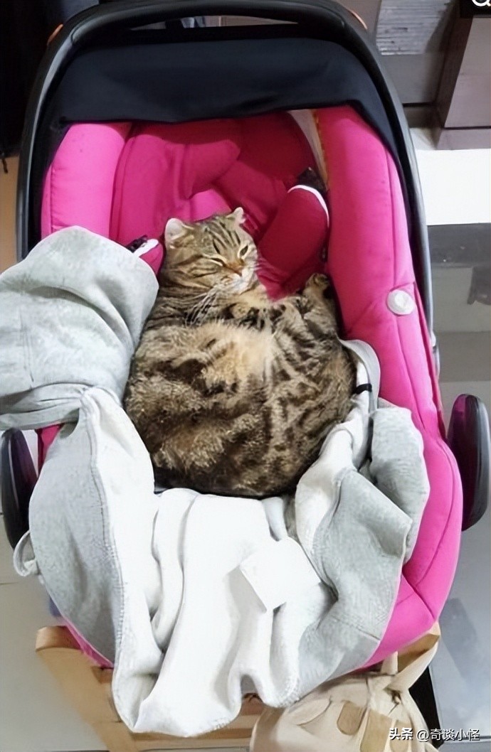 宠物婴儿车,宠物出门婴儿车