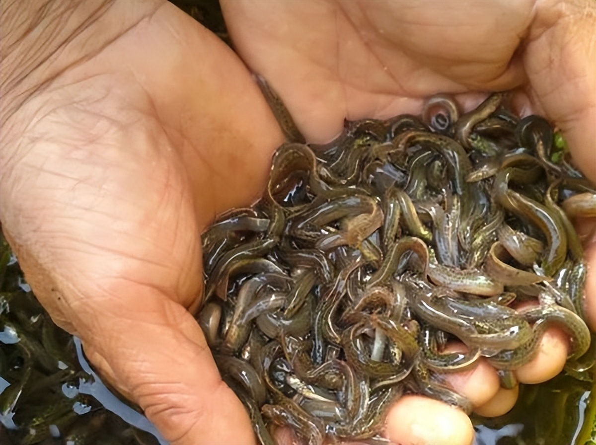 泥鳅养殖病害防治方案,养殖泥鳅易出现的病害