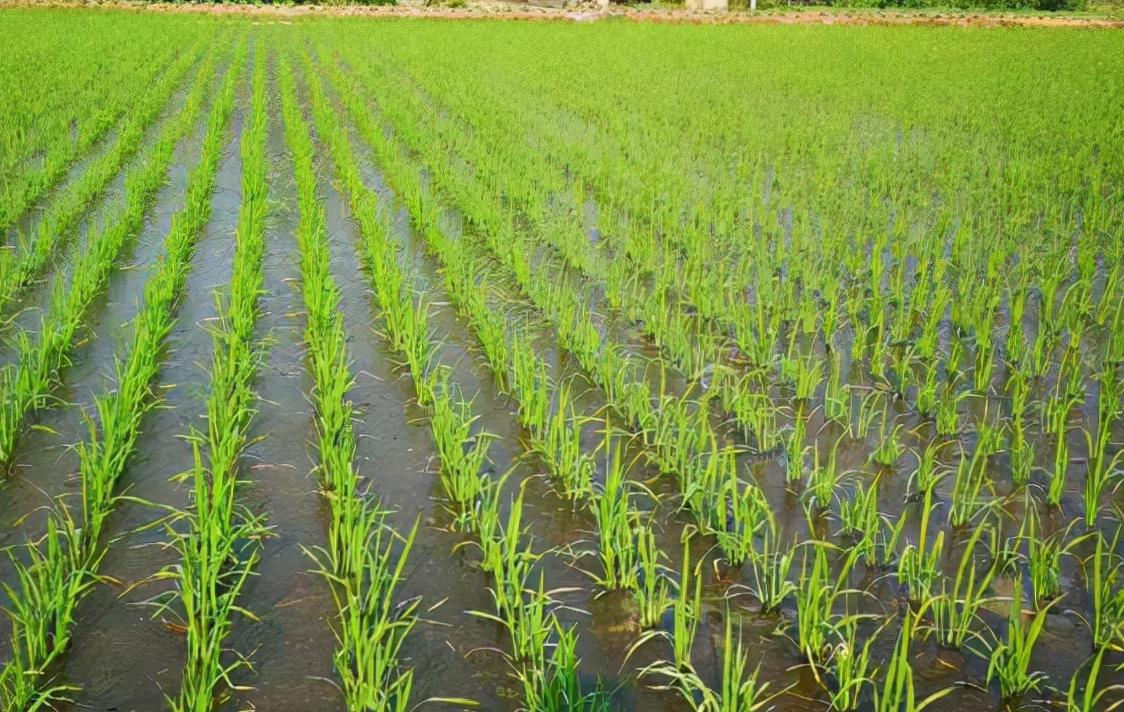 水稻种植技术研究中心,水稻种植技术与管理