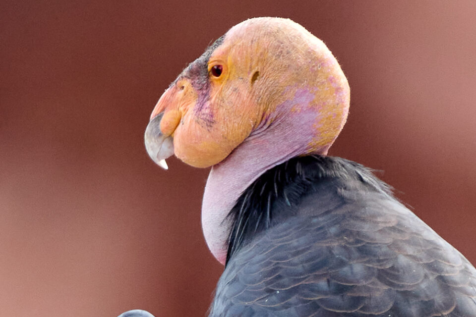 尼康Z800mmf/6.3VRS镜头深度评测