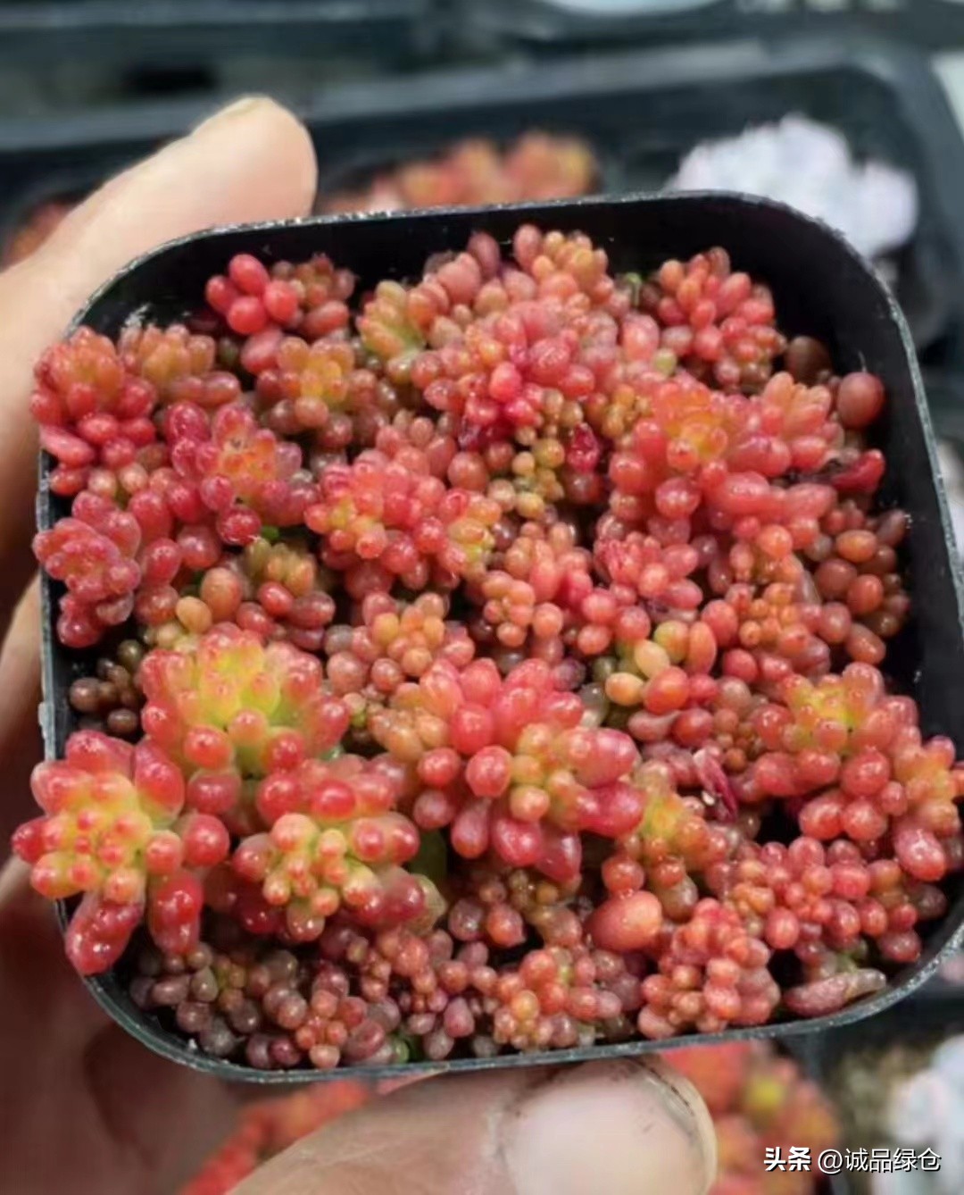 十大最萌的多肉植物,十大稀奇的多肉植物