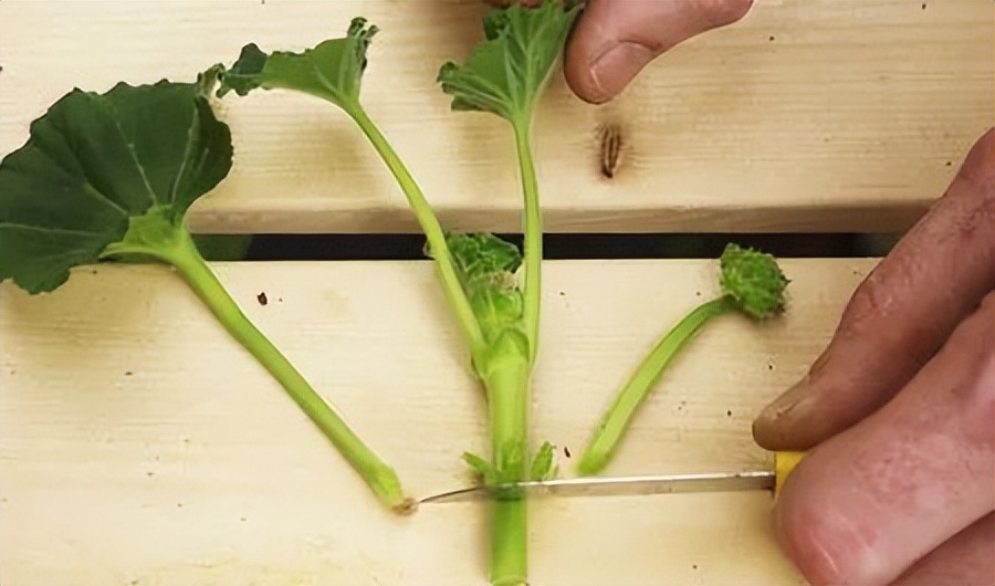 入门天竺葵的扦插方法图解,天竺葵扦插跟绣球扦插方法一样吗