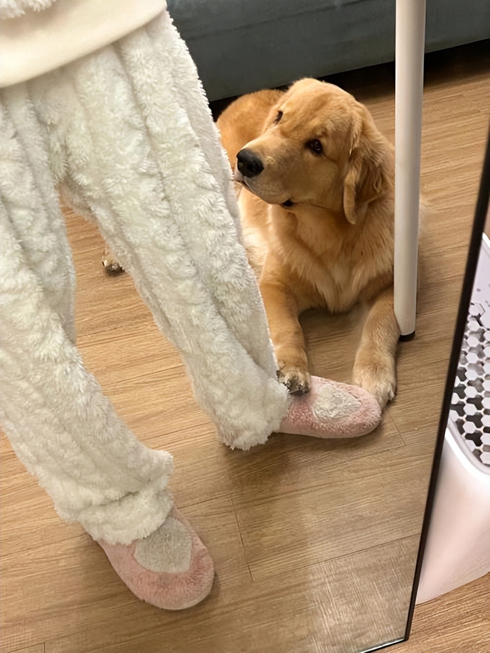 告诉你一个秘密养狗千万别养黑狗,告诉狗狗秘密