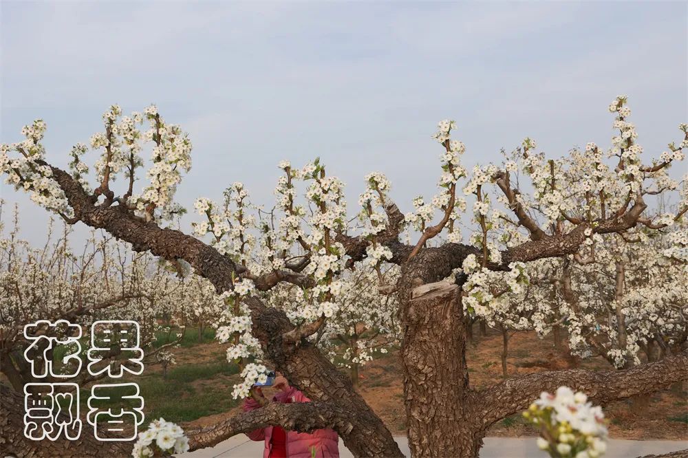 一个葡萄新品种，独家经营，先交3000元一亩的保护费，你干不干？