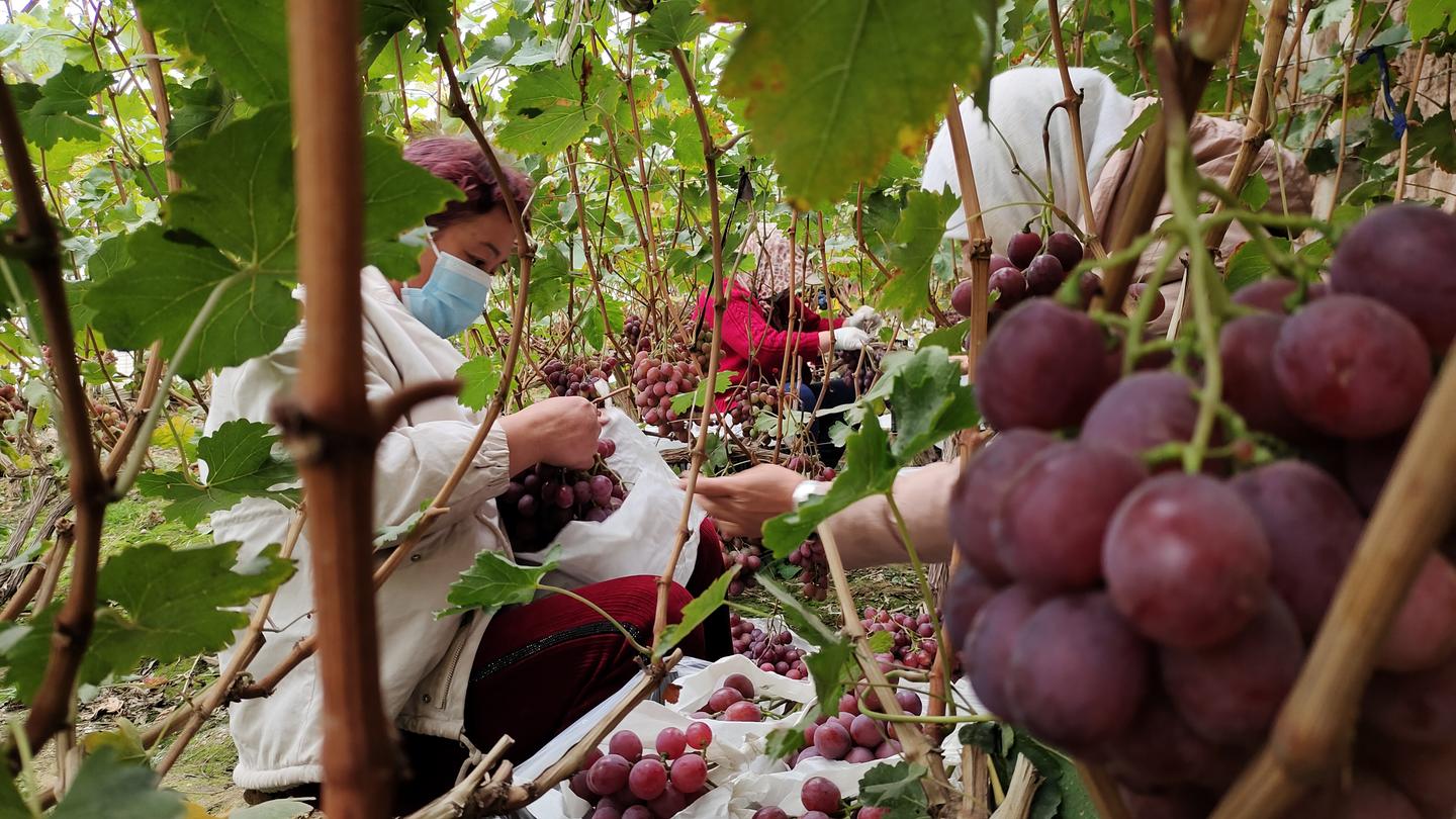 古浪一把手专访,泗洪县一把手访谈