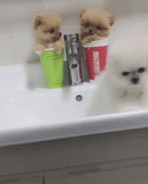 茶杯犬的来历很惨的不建议养,畸形约克夏梗茶杯犬