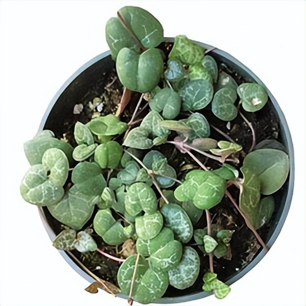 102个大类近500个多肉植物图片，都极其美丽，建议在家中也养一盆