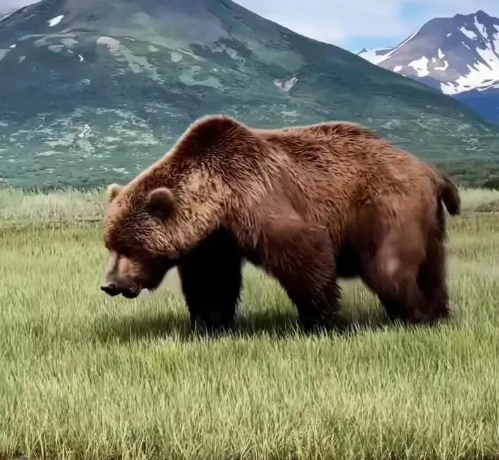 大黑熊对战狼群,大白熊和狼群