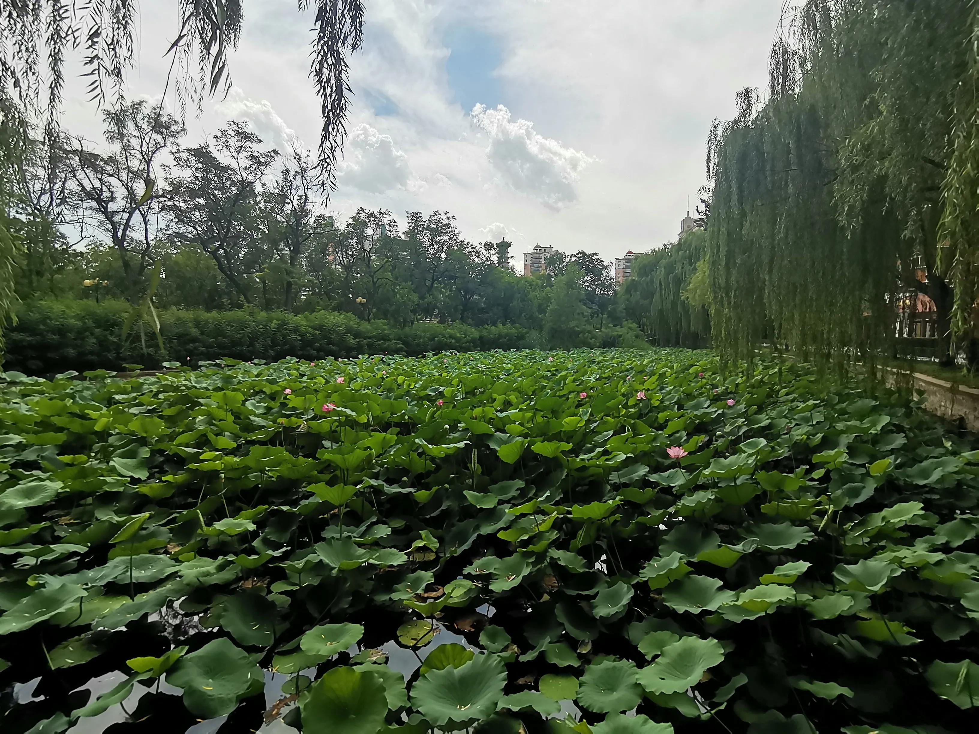 天津水上公园赏荷花看睡莲,天津水上公园荷花几月开花