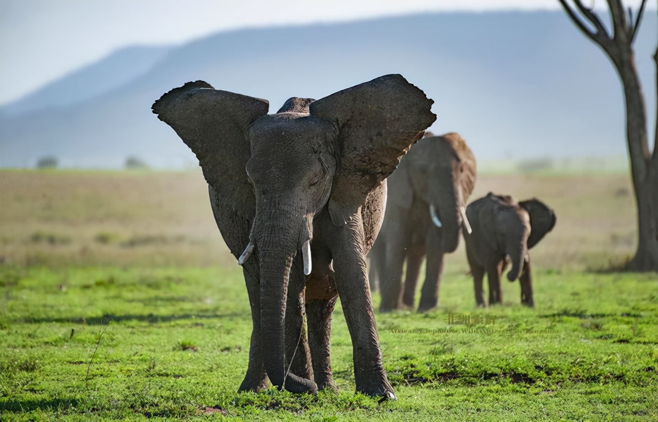 巨型猛犸为何灭绝,猛犸多少年前灭绝的