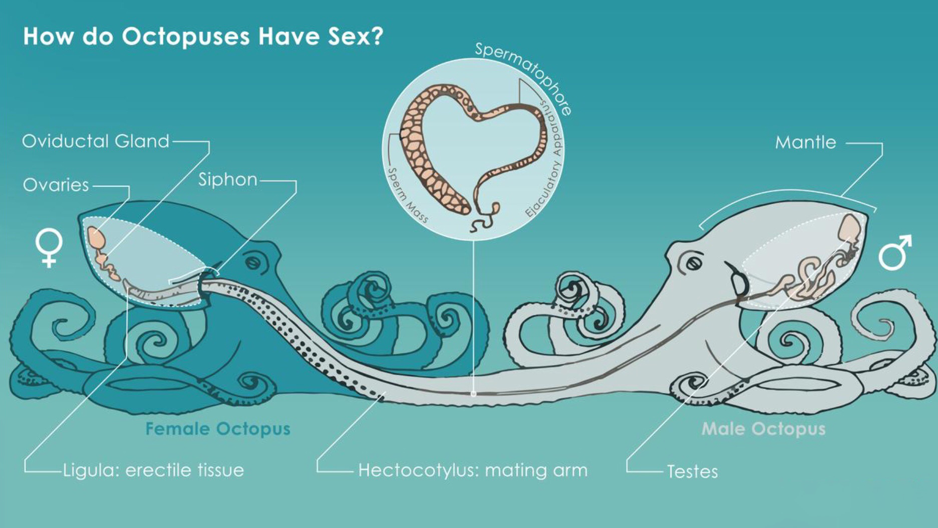 有些雄性动物交配后，为何会自断阴茎？一点后路也不给自己留么？