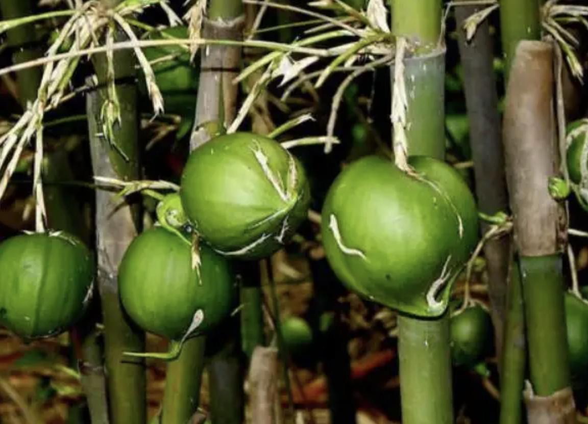 竹米究竟有多珍贵,竹子长的竹米到底有什么作用