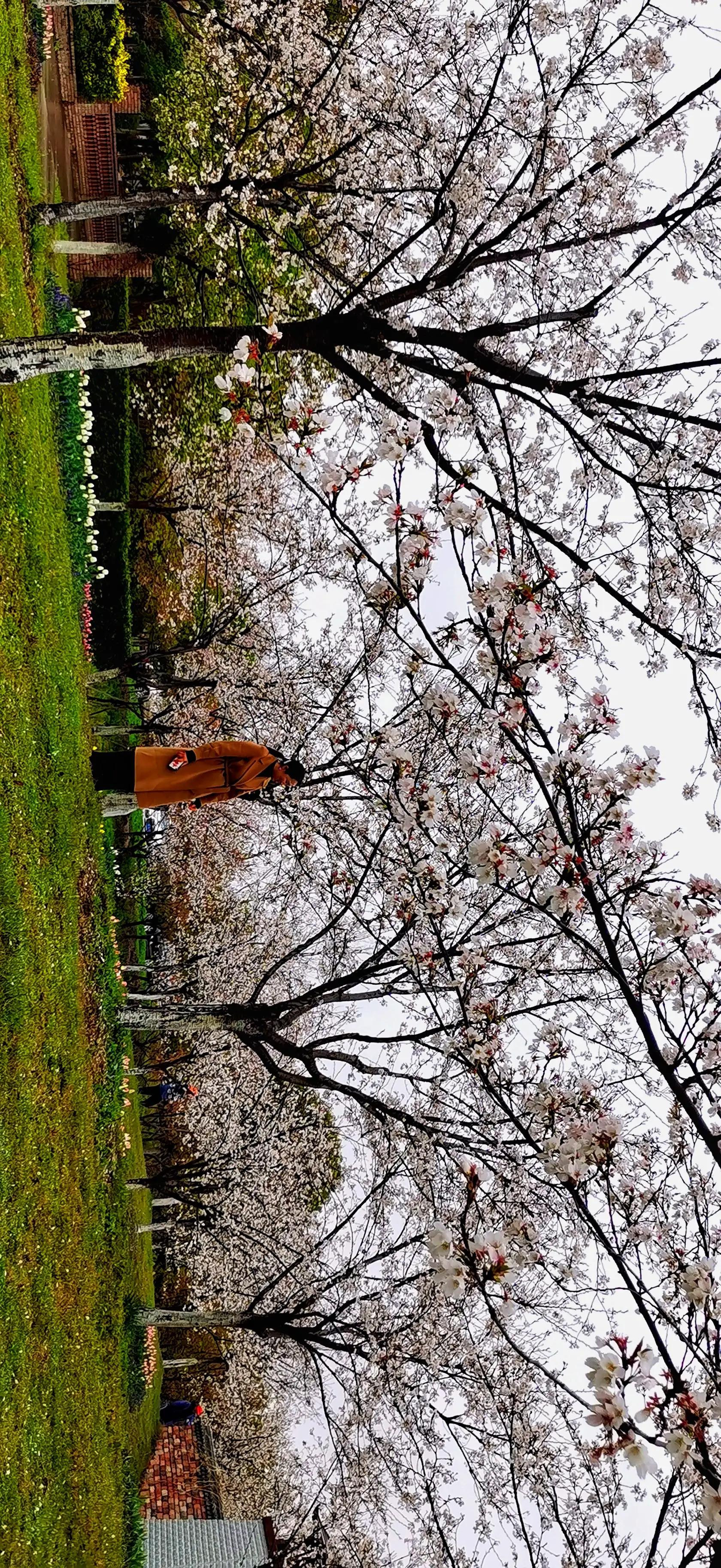 湖北宜昌花海赏花,枝江同心花海四月有什么花