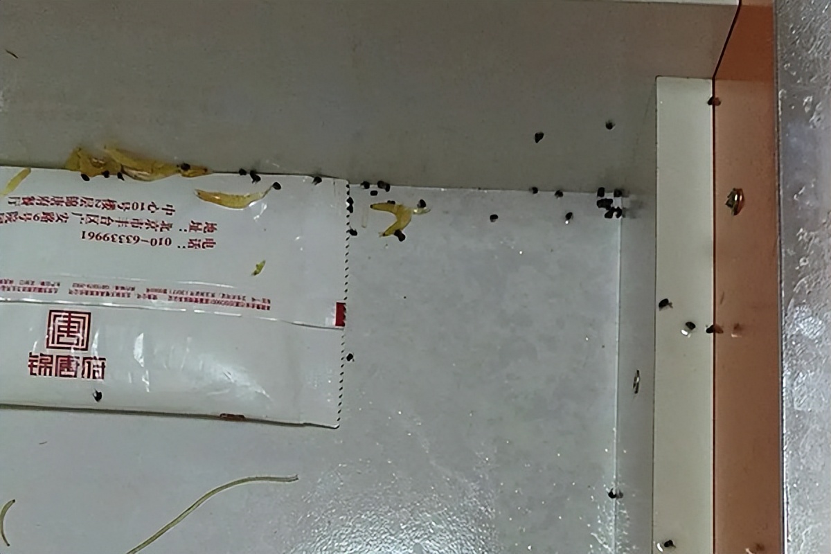 蟑螂怎么消灭最彻底小妙招有哪些,消灭蟑螂的药有哪些